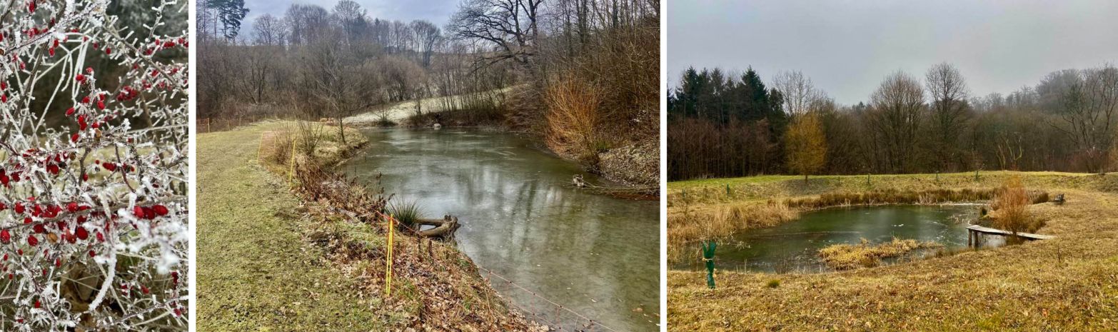 JÄNNER 2025 AM WILDNISKULTURHOF - NOCH HERRSCHT WINTERRUHE